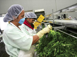 FOOD SAFETY MANAGEMENT SYSTEM